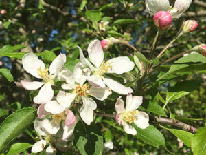 Close-up-apple-blossoms