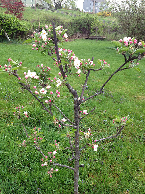 Young-tree-with-spring-apple-blossoms-in-field