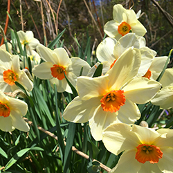 Spring-daffodils-cream-petals-orange-center